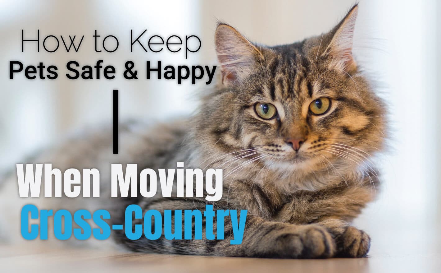 How to Keep Pets Safe & Happy When Moving Cross-Country